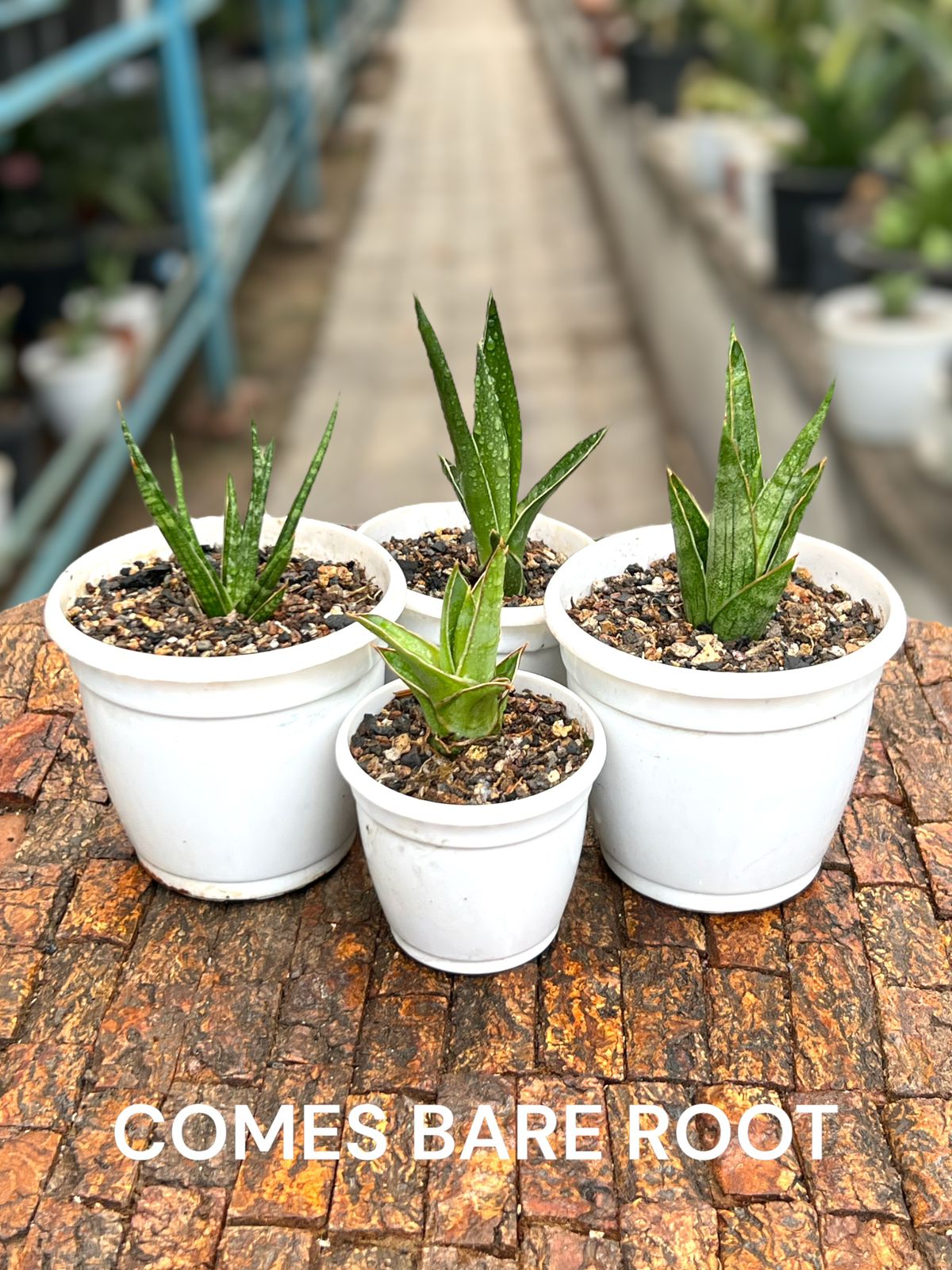 Sansevieria Combo Offer Of 4 (I)