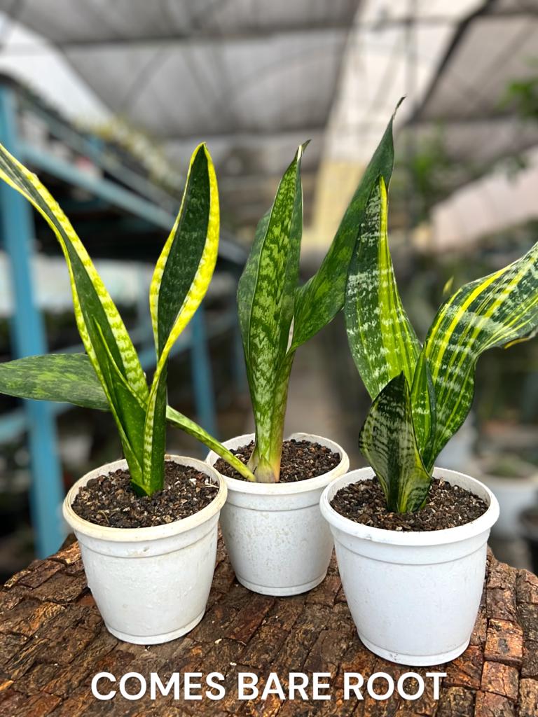 Sansevieria Combo #59 (Three Trifasciata)