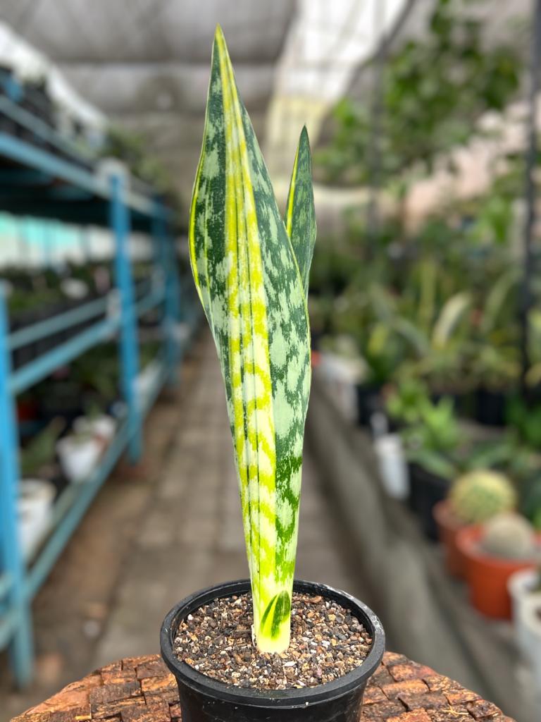 Sansevieria Joboa Variegated