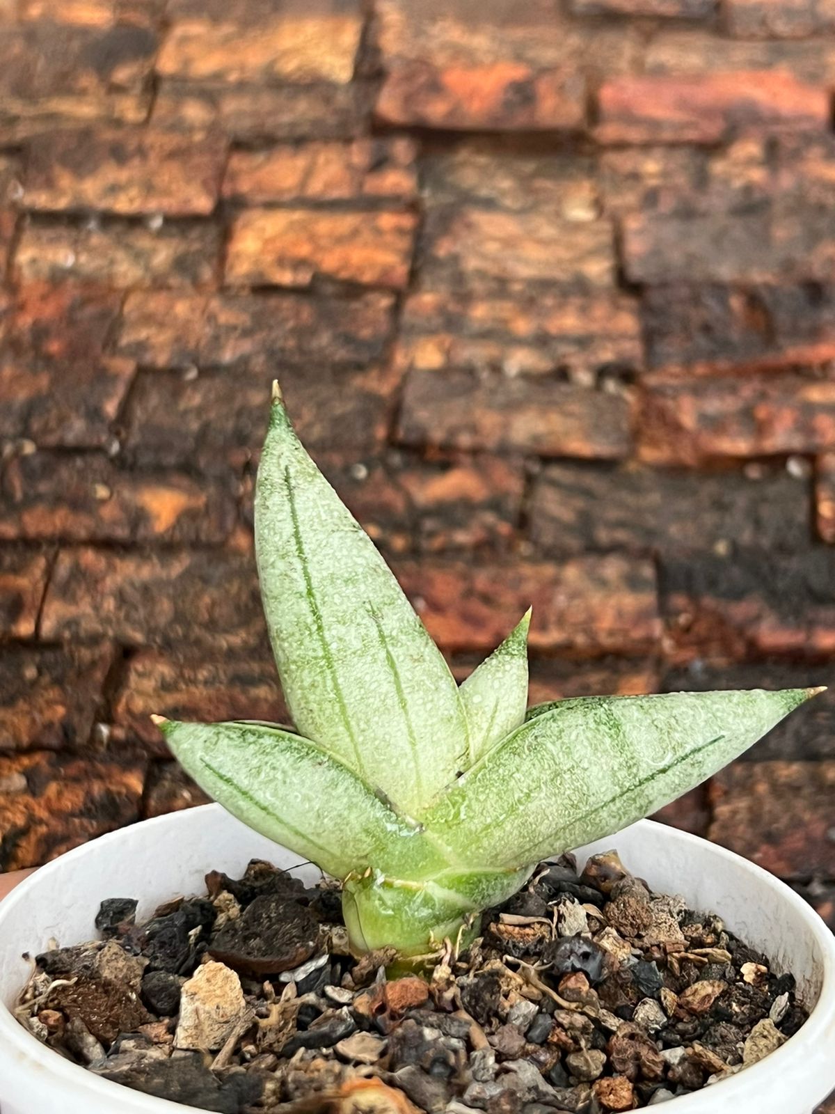 Sansevieria Hybrid 'Nilin' pup