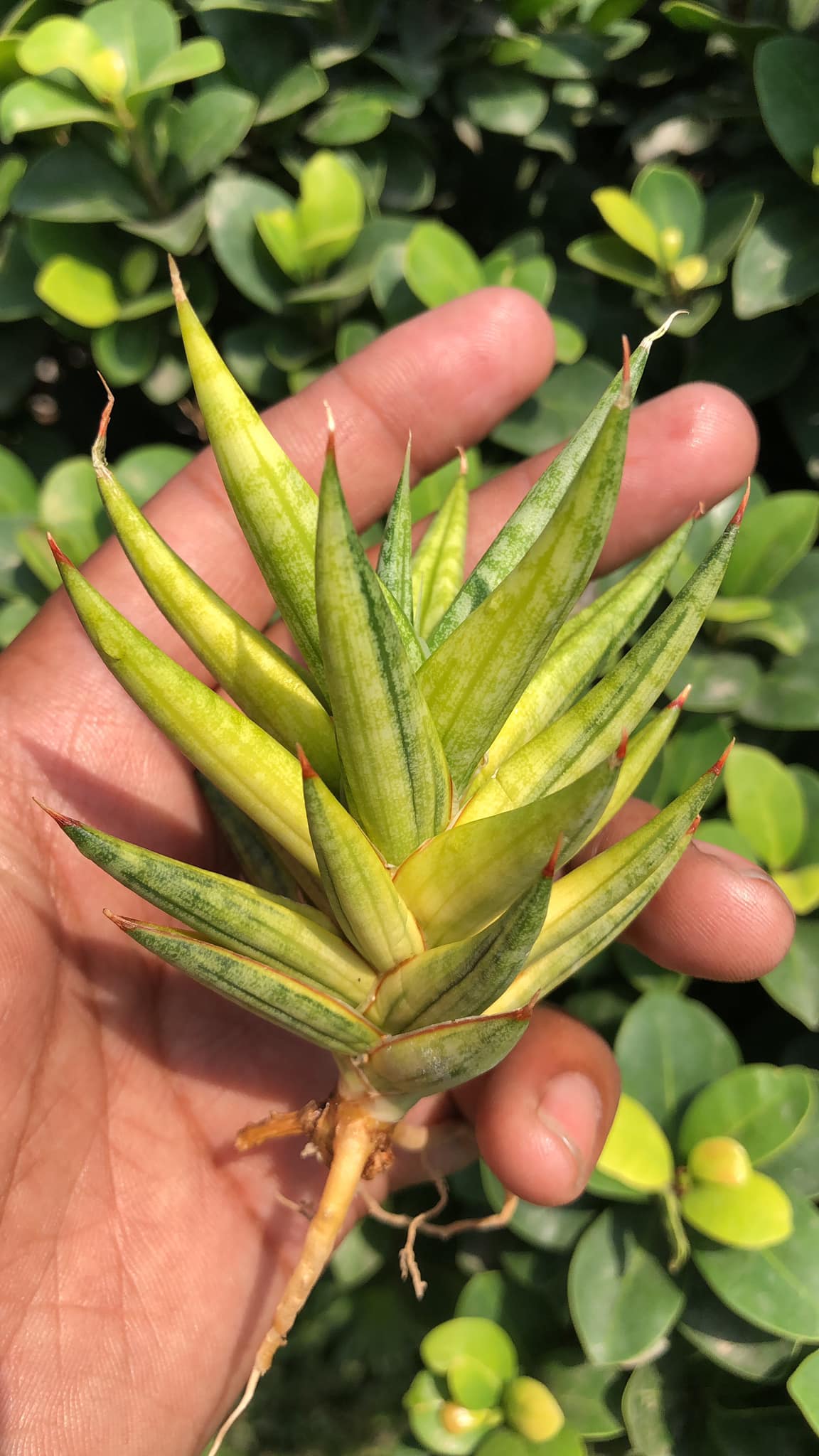 Sansevieria Francissi variegated