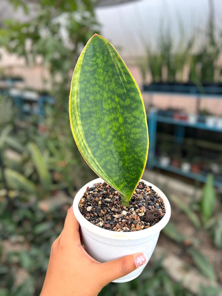 Sansevieria Whale fin Yellow Border (Single Leaf)