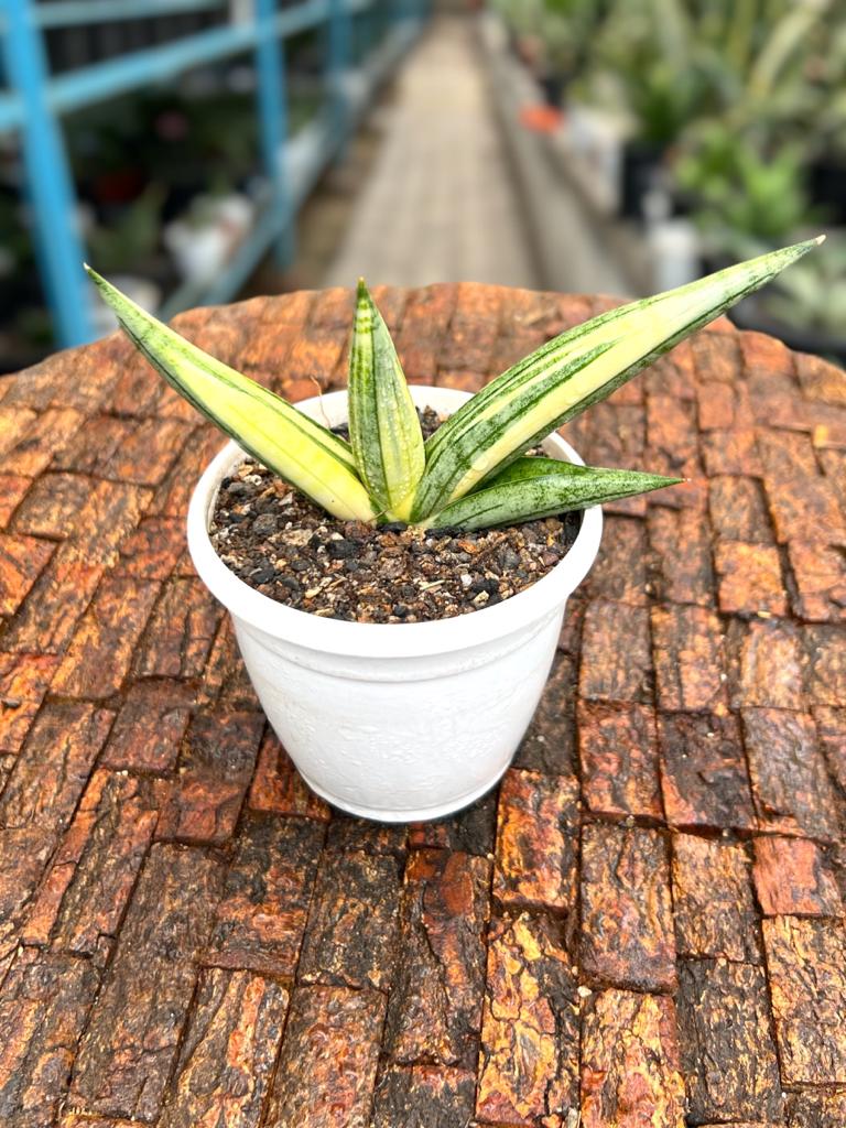 Sansevieria Boncel Variegated (B)
