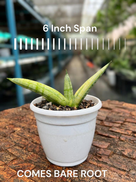 サンスベリア Sansevieria Mini Boncel white v B