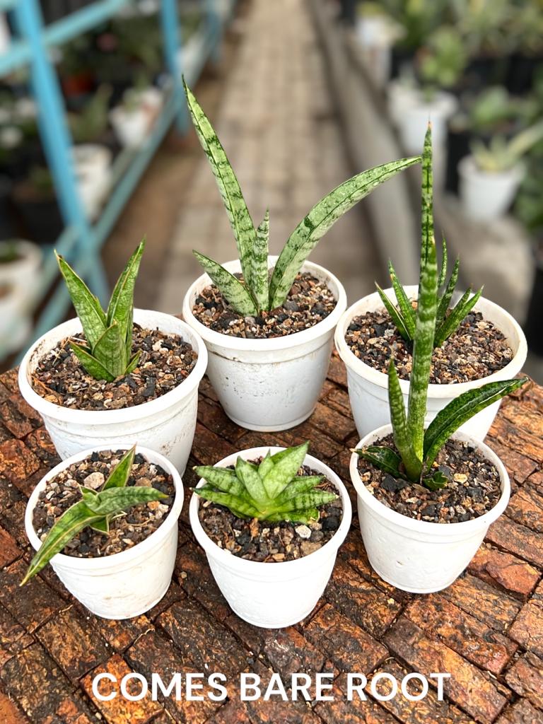 Sansevieria Combo Offer Of 6 (E)