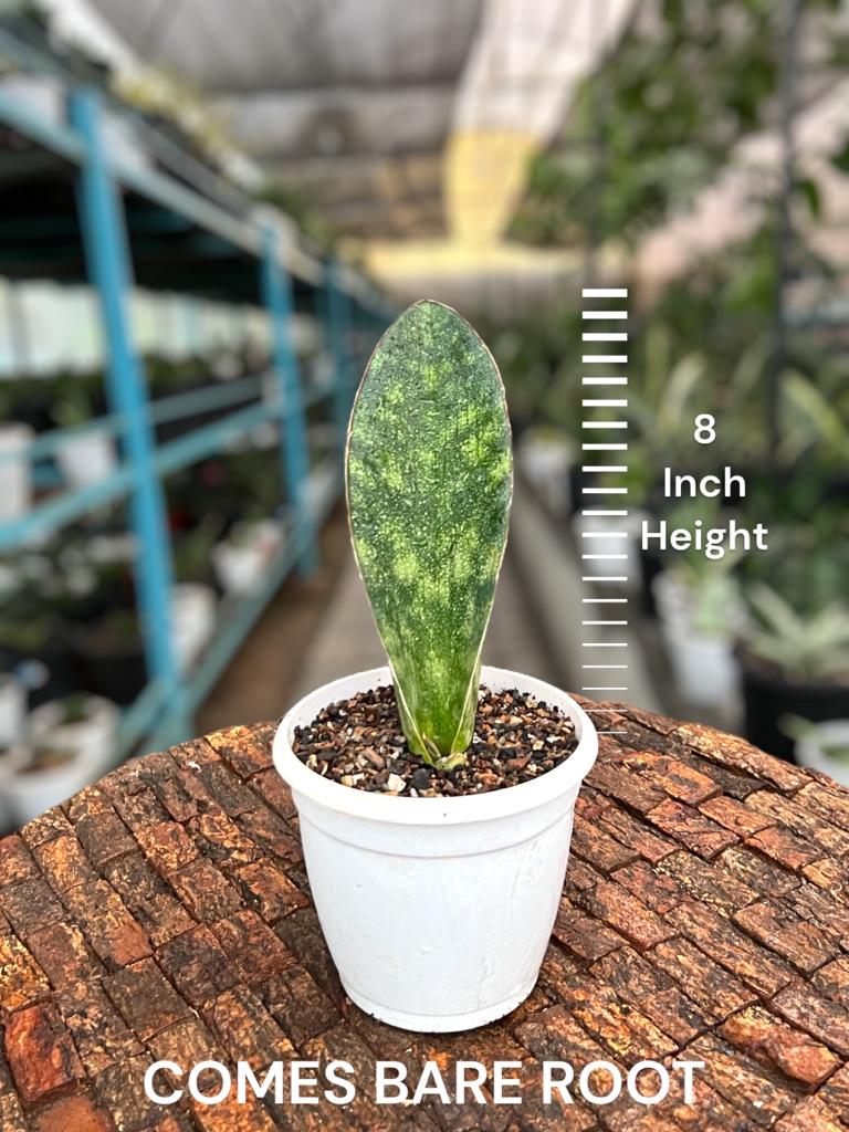 Sansevieria Hawaiian Star (Single Leaf)