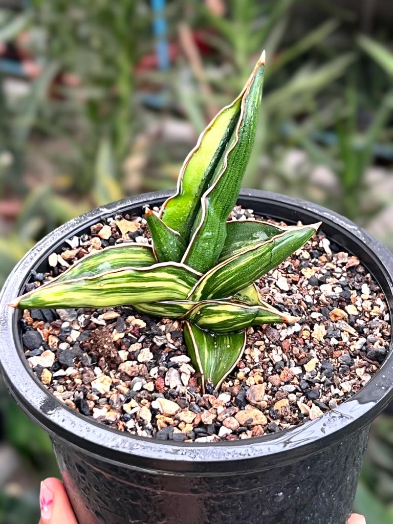 Sansevieria Samurai Variegated (B)