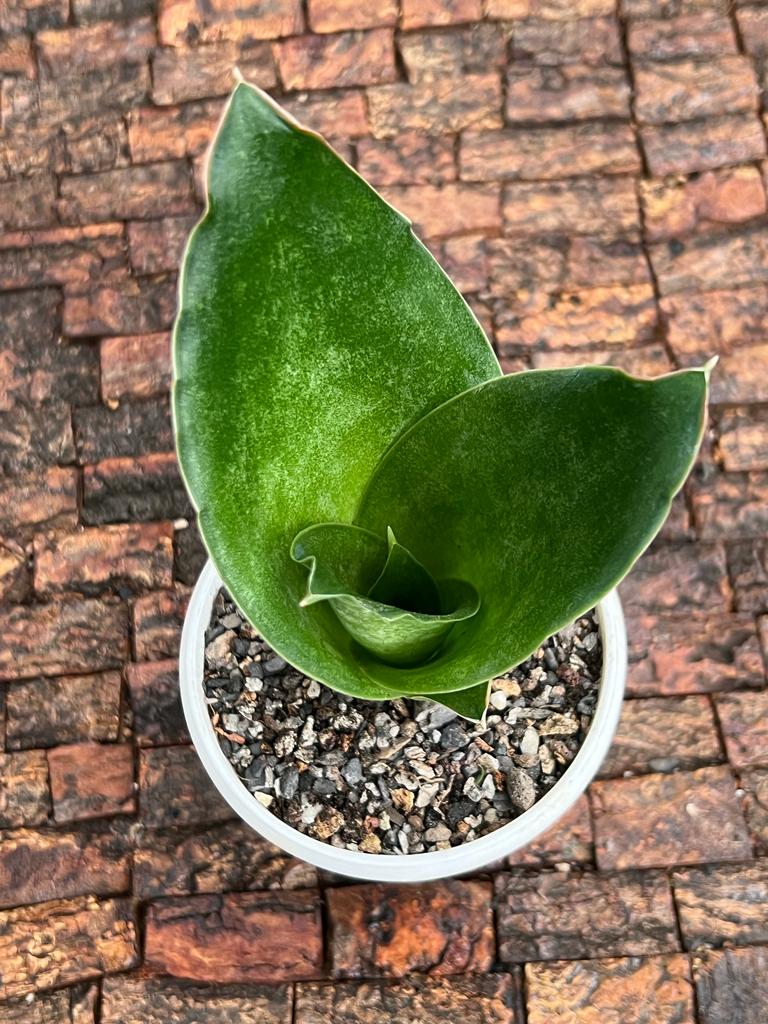 Sansevieria Subspicata