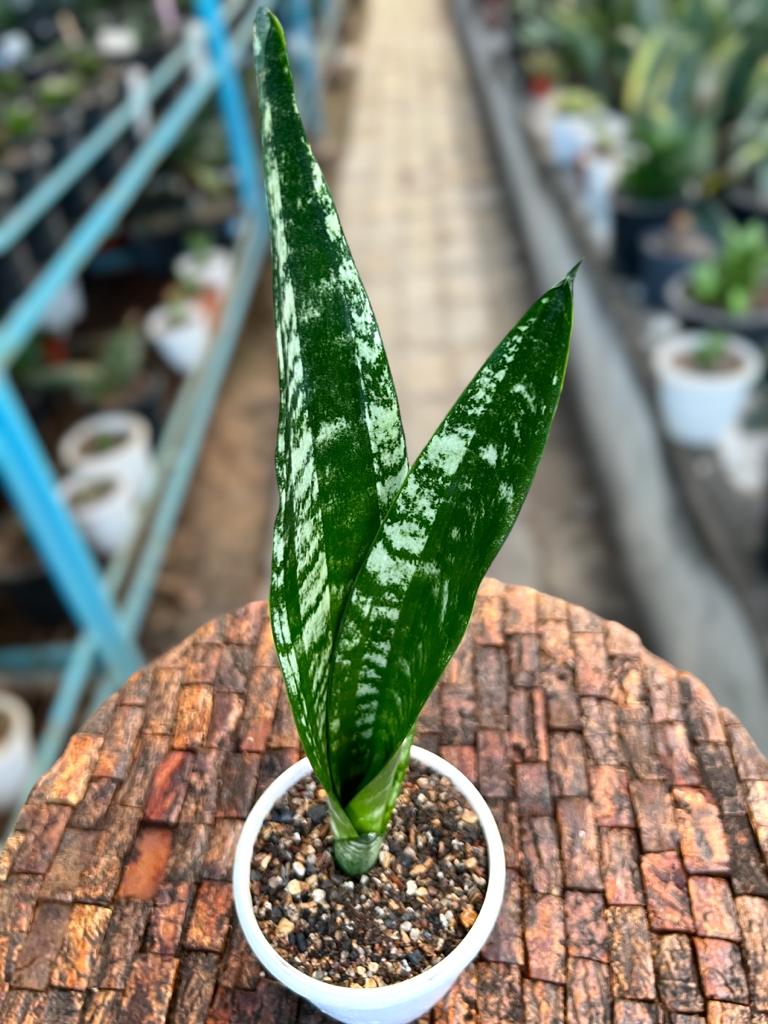 Sansevieria Trifaciata 'Banded Nelsonii'