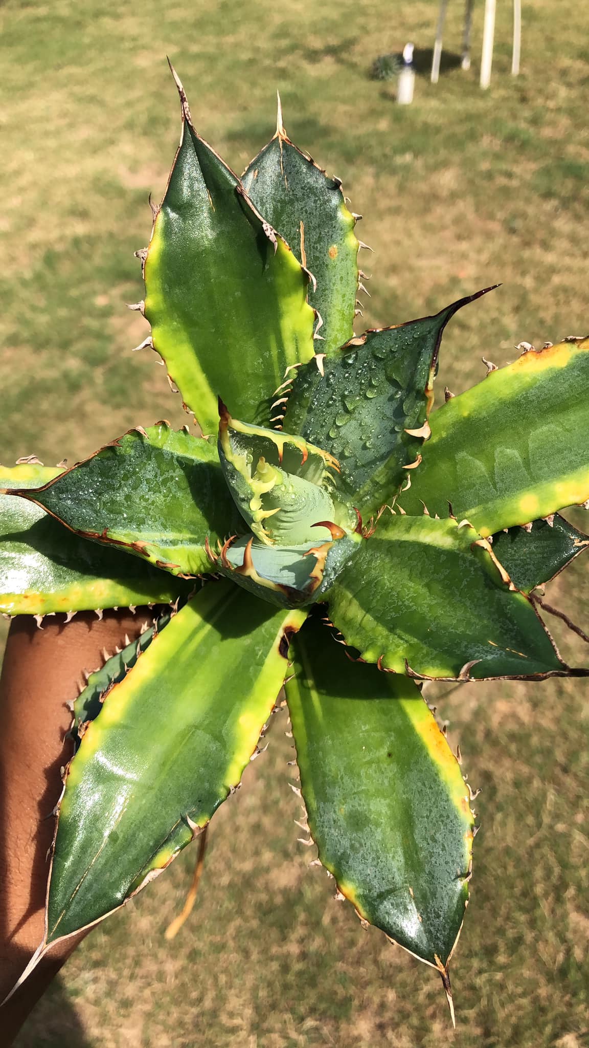 AGAVE BANANA PEEL LARGE PLANT