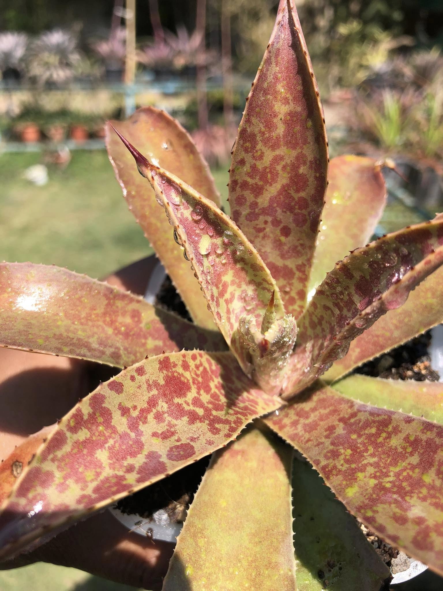 MANGAVE DESMETTIANA x BLOODSPOT