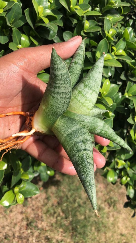 Sansevieria Fighter large Pup
