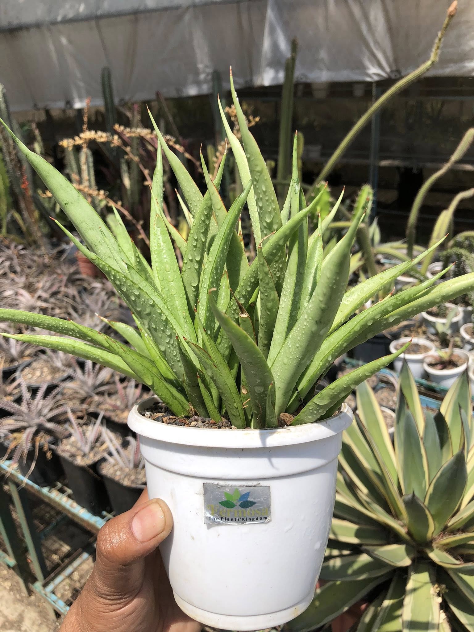 Sansevieria Stella (Clump of Five)