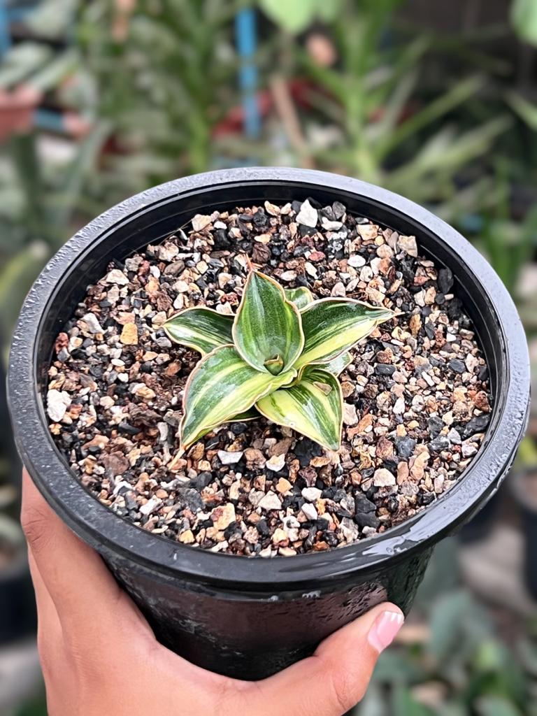 Sansevieria Blue Leaf Variegated (D)