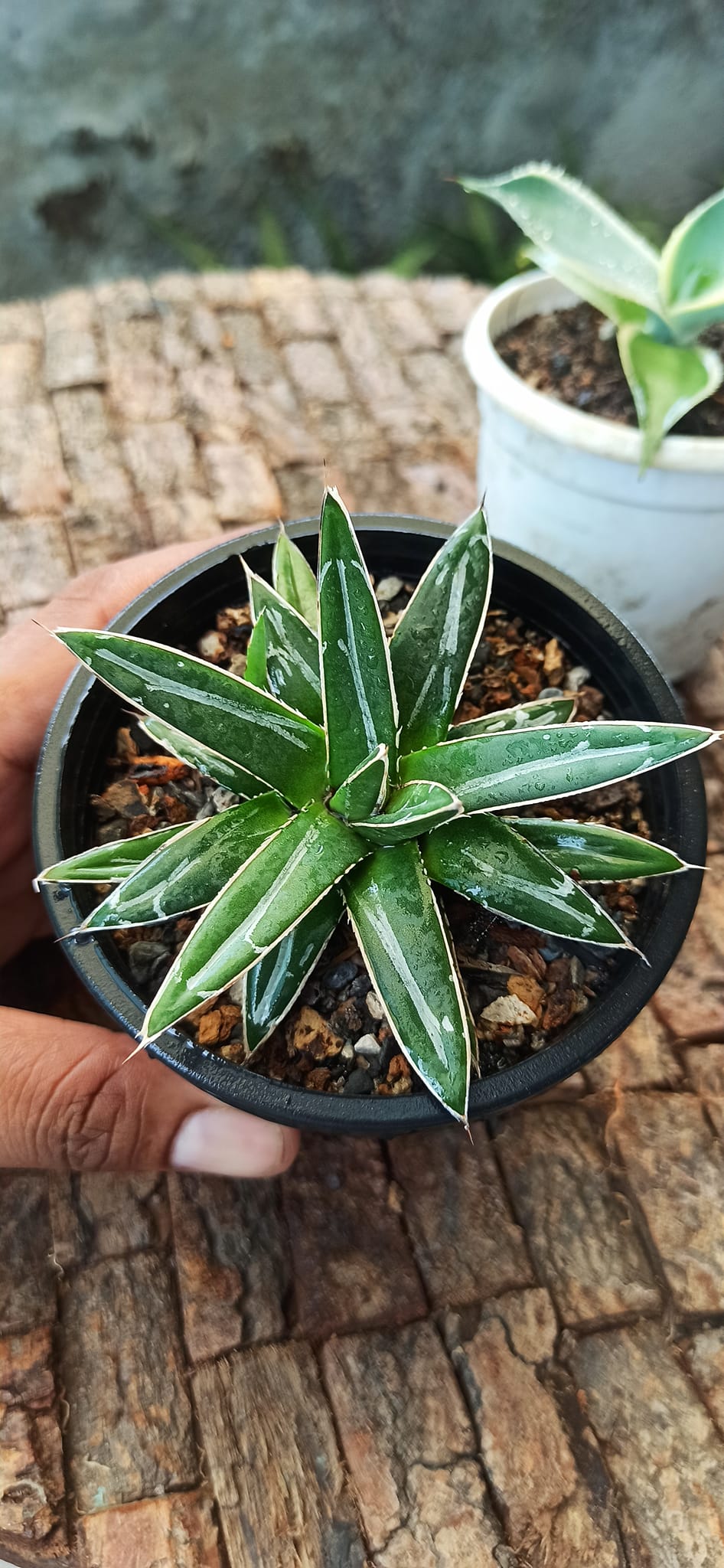 Agave Combo of 3 (A)