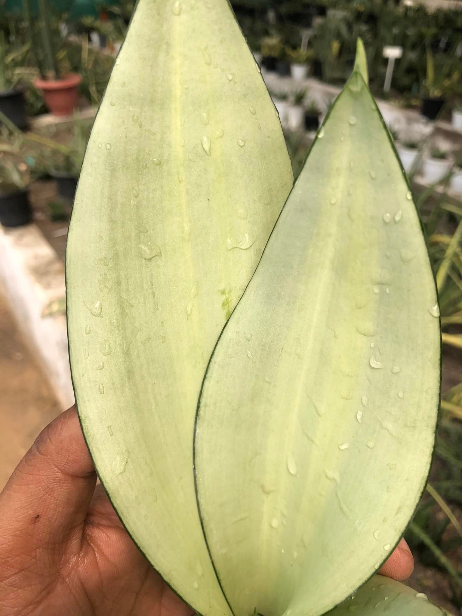 Sansevieria Moonshine Var
