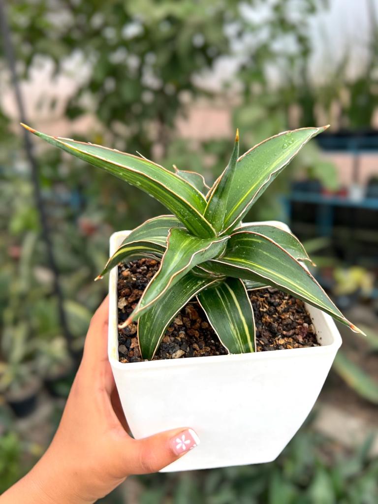 Sansevieria Lavranos 23251 Variegated (Large)