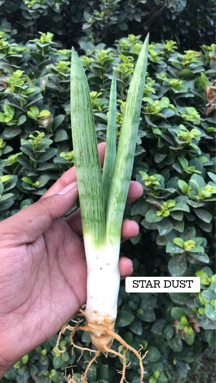 Sansevieria Combo #12 (Four Plants)