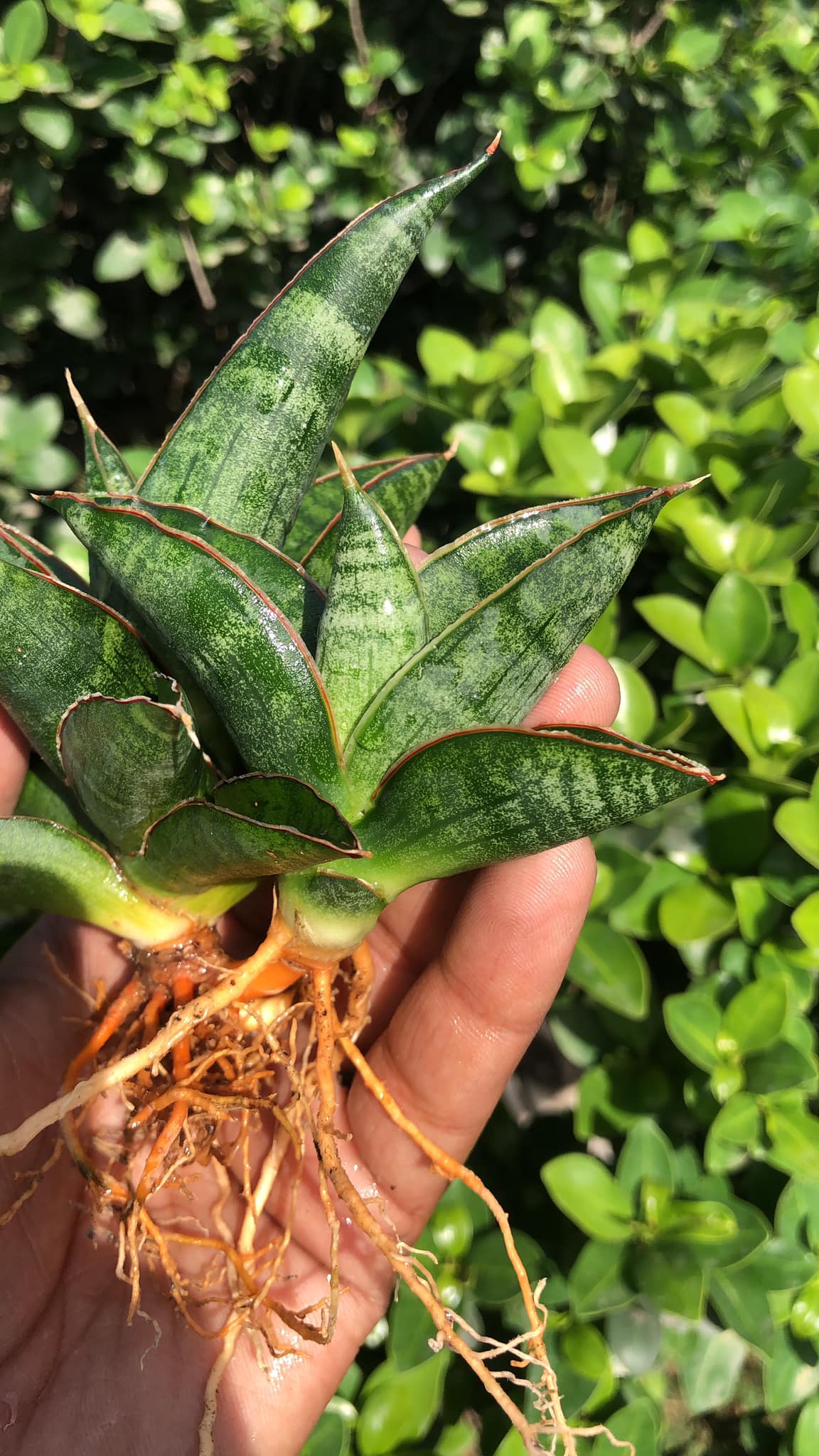 Sansevieria Argopuro with mature pup