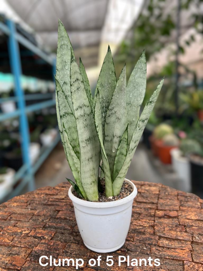 Sansevieria Silver Princess Clump