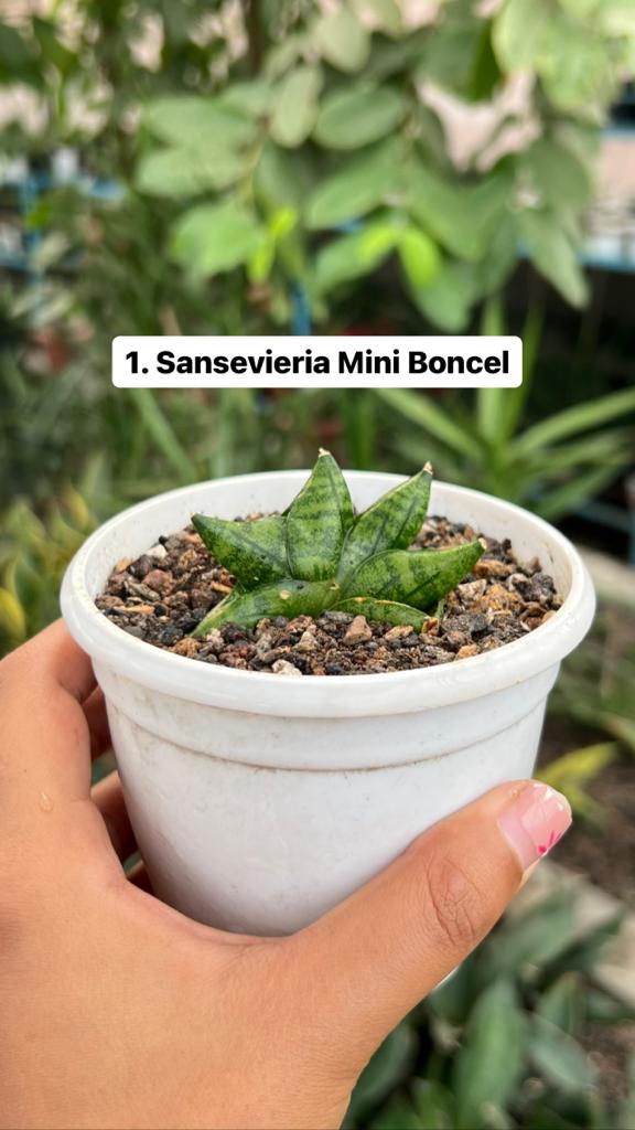 Sansevieria Combo #54 (Six Plants)