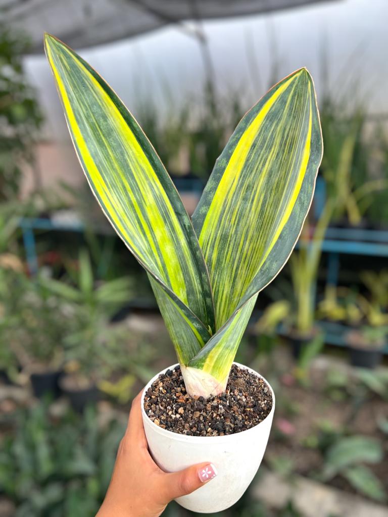 Sansevieria Masoniana Yellow Variegated (Tall Variety)