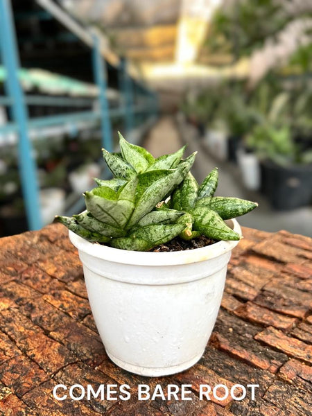 Sansevieria MINI BONCEL Clump of Three Mini Boncels – Fermosa plants