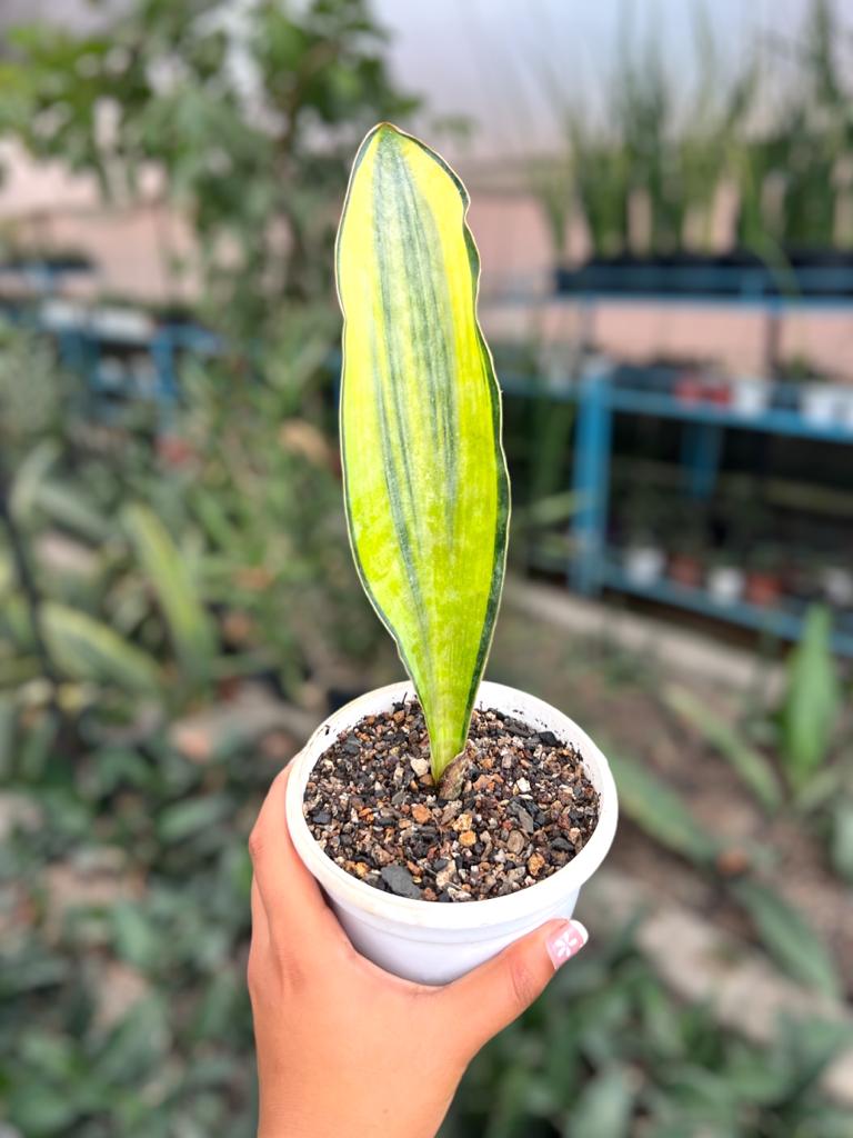 Sansevieria Masoniana White Variegated (Single Leaf)