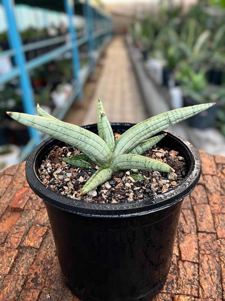 Sansevieria Snow Boy