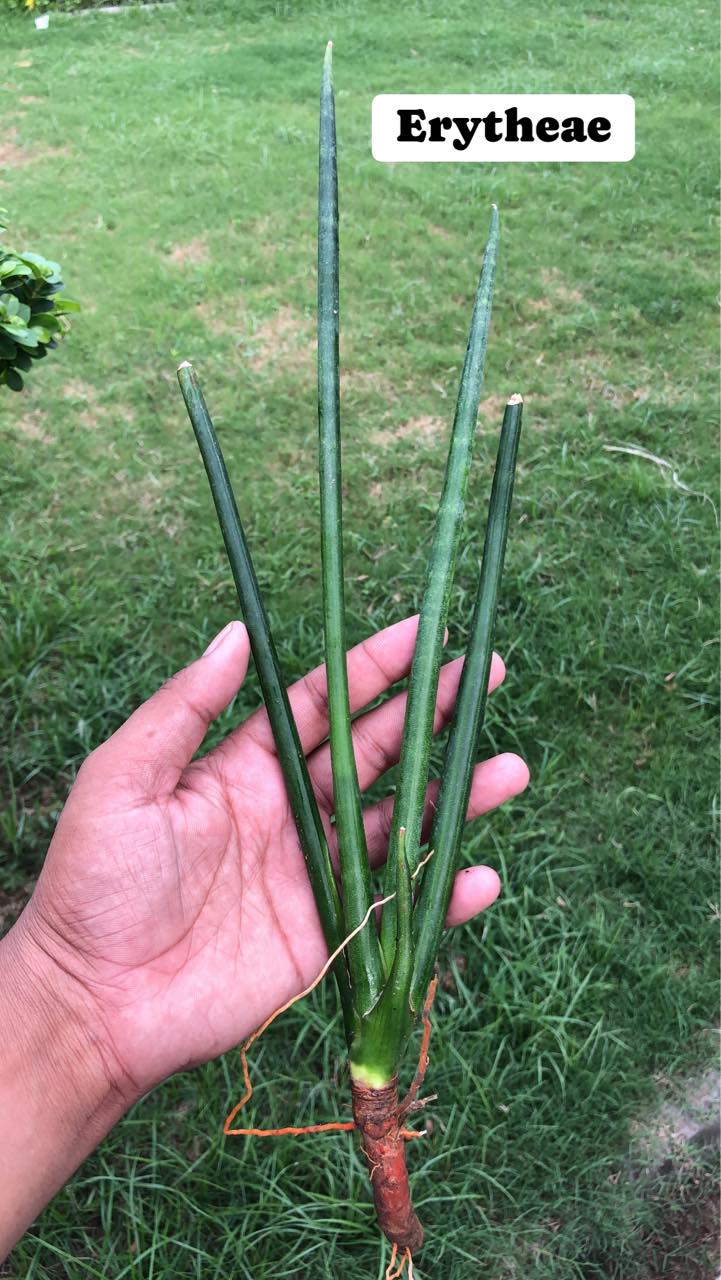 Sansevieria Combo #03 (Six Plants)