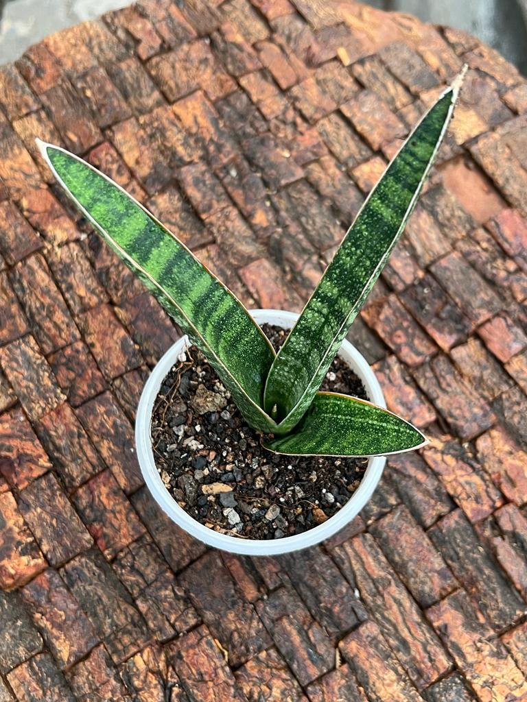 Sansevieria Ebracteata