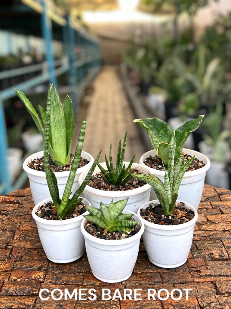 Sansevieria Combo Offer Of 6 (K)
