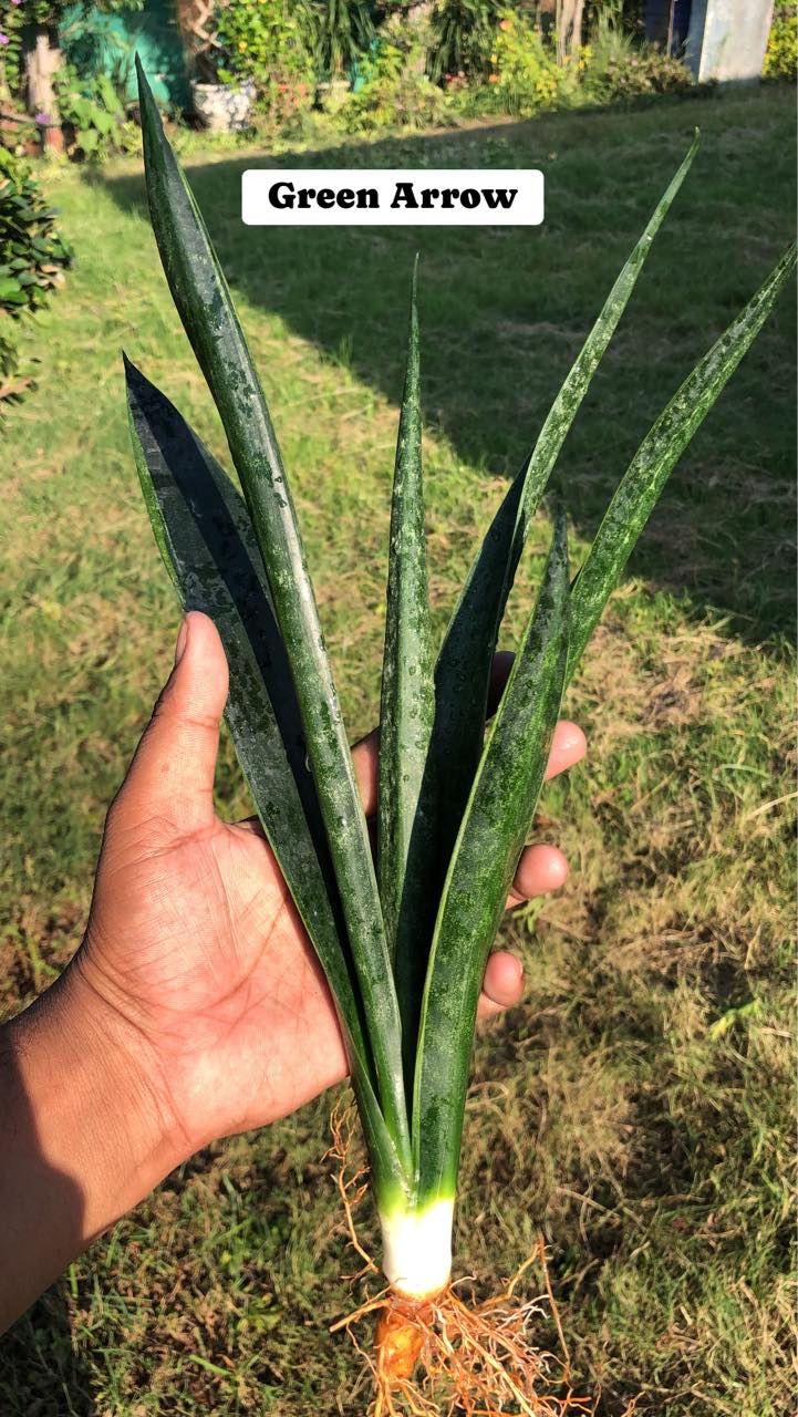 Sansevieria Combo #38 (Three Plants)