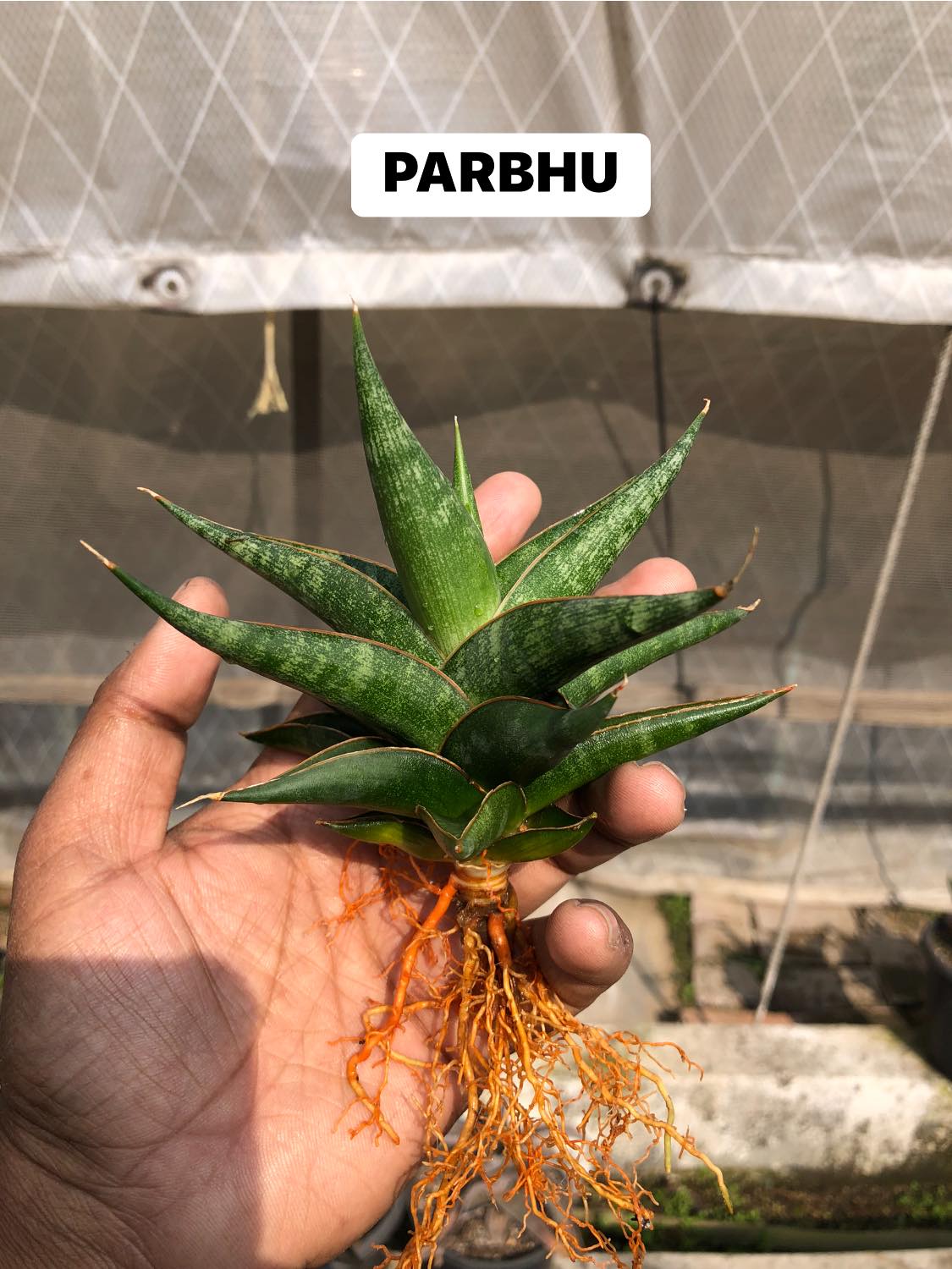 Sansevieria Combo #32 (Six Hybrids)