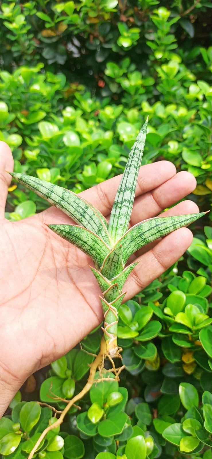 Sansevieria Combo #57 (Two Plants)