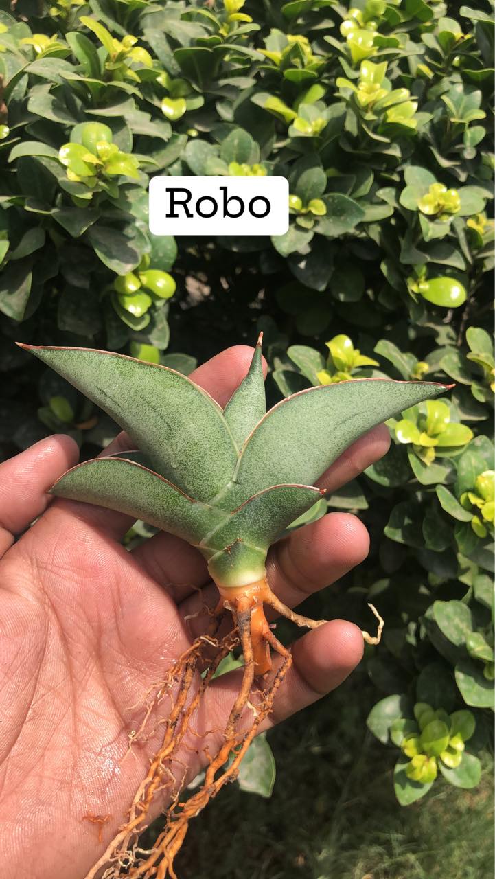 Sansevieria Combo #11 (Four Plants)