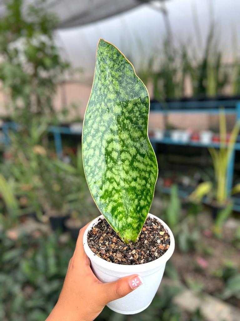 Sansevieria Whale fin Green (Single Leaf)