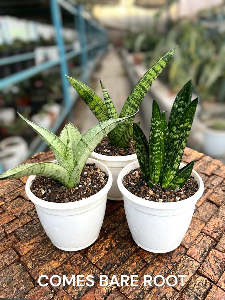 Sansevieria Combo #60 (Three Plants)