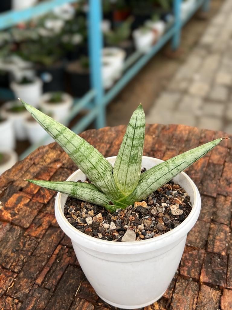 Sansevieria Boncel (Small)