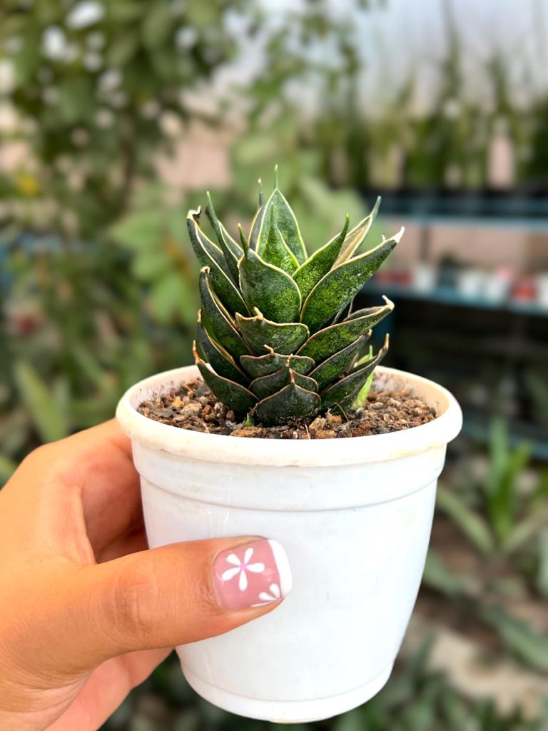 Sansevieria Hybrid 'Black Ant'