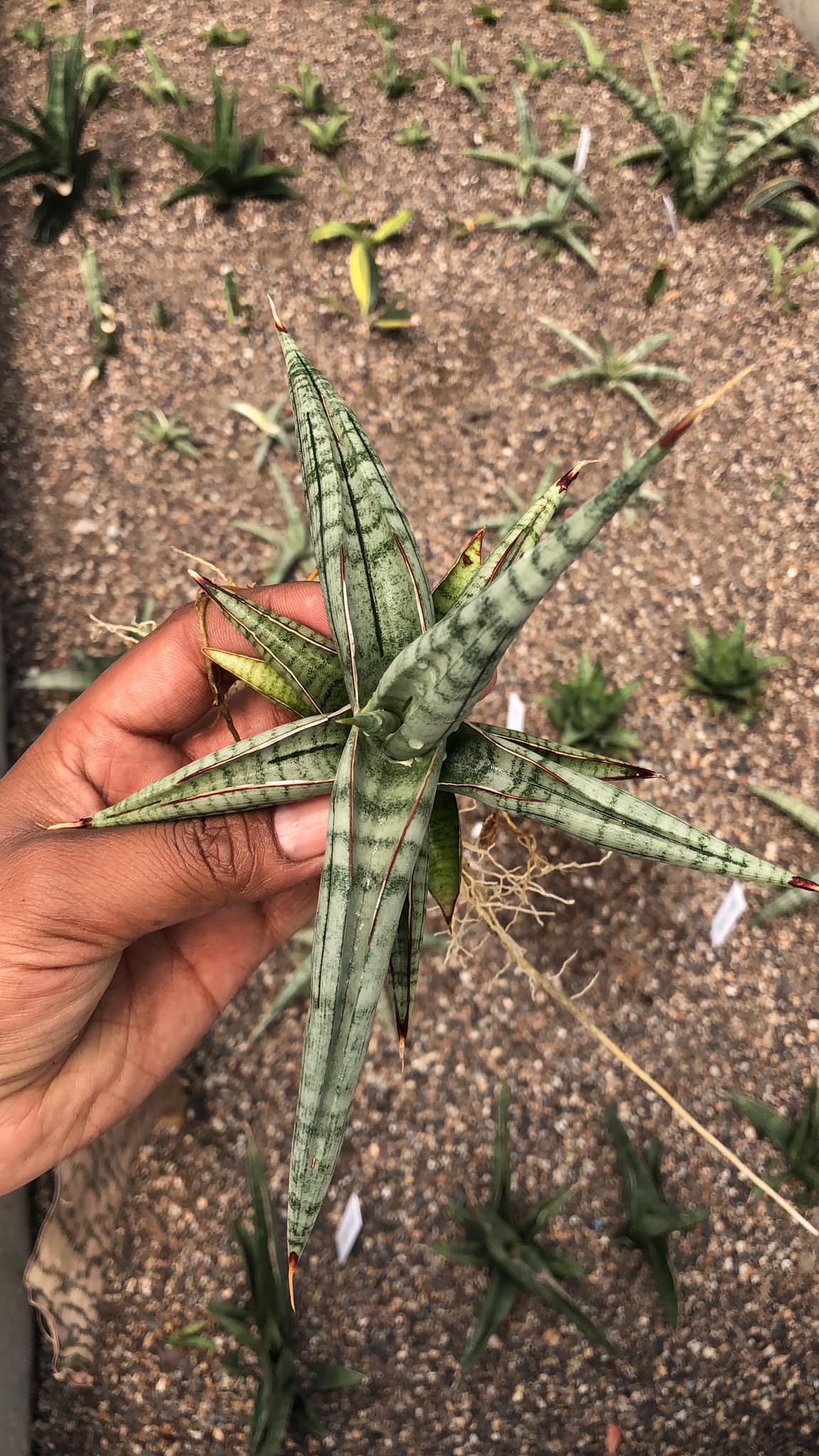 Sansevieria BELLA SILVER