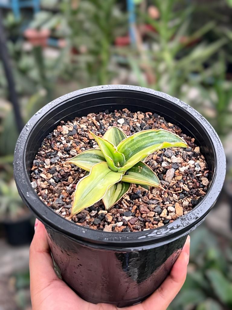 Sansevieria Blue Leaf Variegated (C)