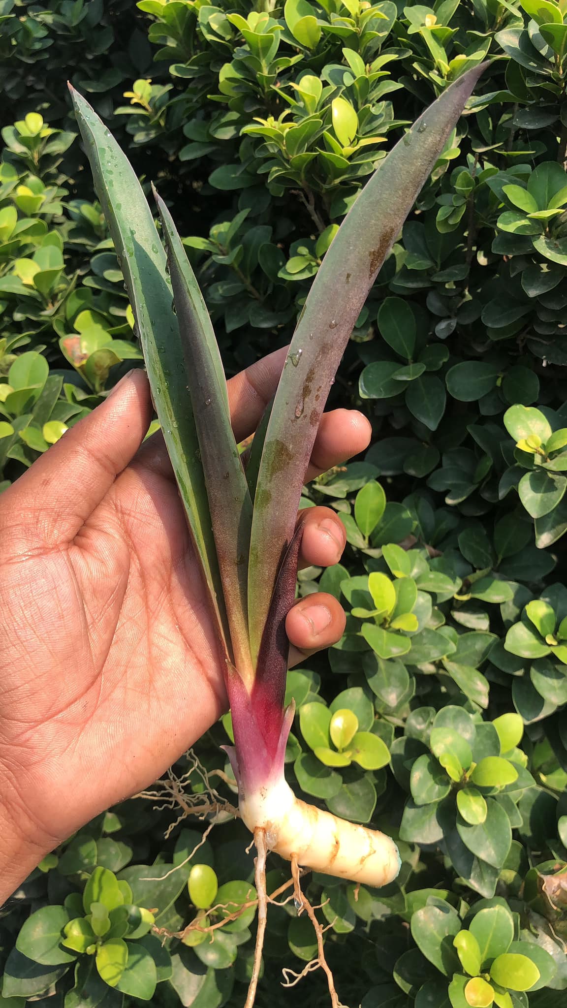 Sansevieria Violet