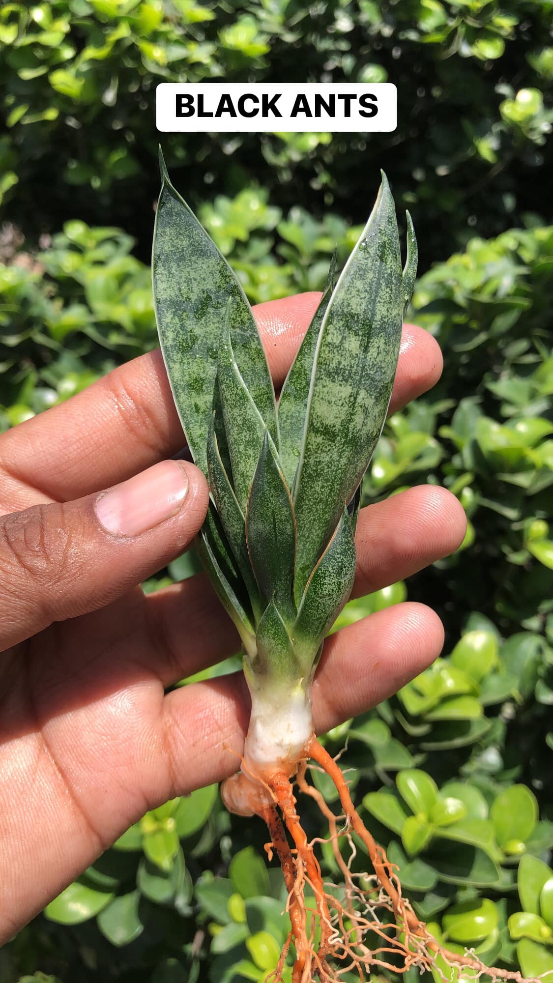 Combo #15 (5 BEAUTIFUL SANSEVIERIA PUPS)