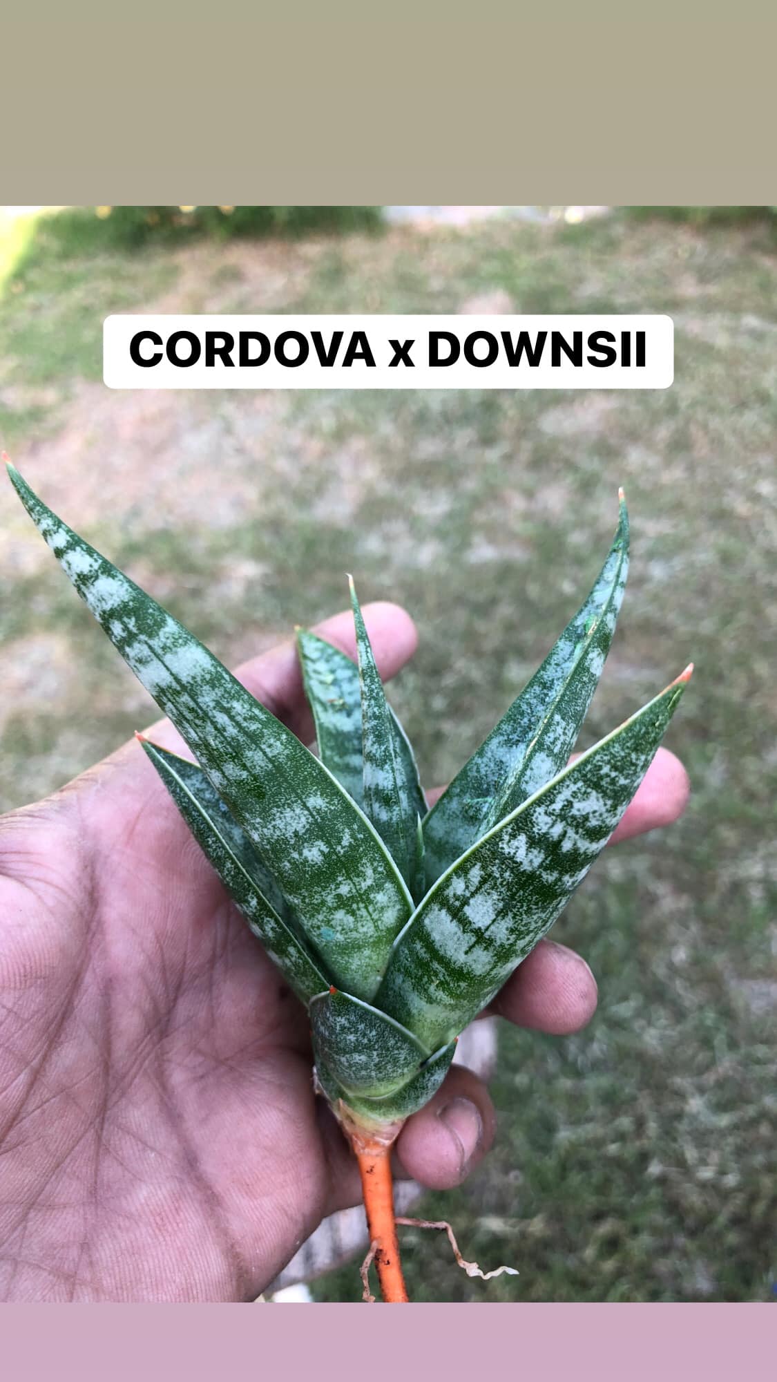 Sansevieria Combo #16, of five plants