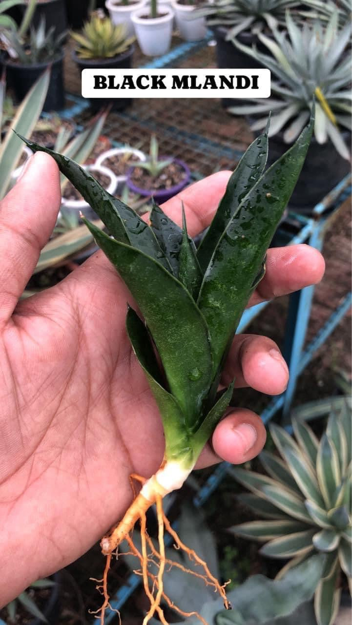 Sansevieria Combo #34 (Five Plants)