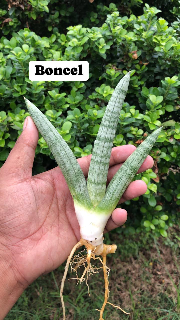 Sansevieria Combo #01 (Six Hybrids)