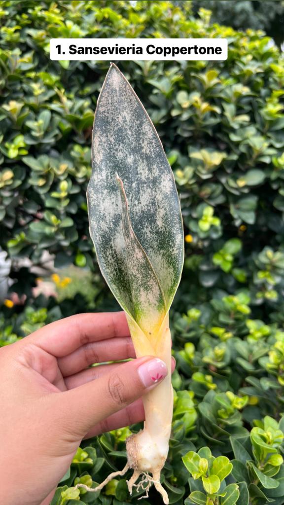 Sansevieria Combo Offer Of 6 (H)