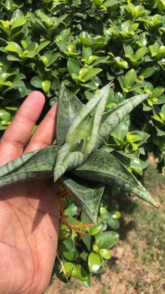 Sansevieria Fighter large Pup