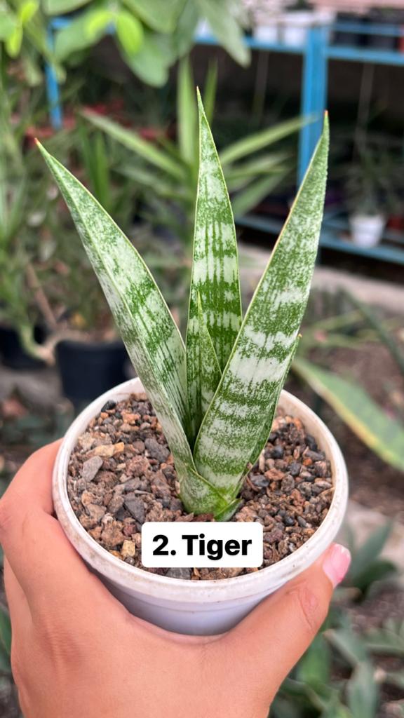 Sansevieria Combo Offer Of 6 (C)